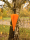 iX-brella long - hochwertiger Stockschirm 16-teilig mit Automatik sturmfest orange