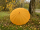 iX-brella long - hochwertiger Stockschirm 16-teilig mit Automatik sturmfest orange