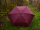 iX-brella Super Mini Taschenschirm mit großem Dach 94cm - rhododendron
