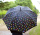 iX-brella Fiberglas Stockschirm Automatik Wetprint - Farbwechsel bei Nässe - Raindrops