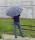 iX-brella Herren-Stockschirm High Quality mit Automatik und Echtholz-Rundhakengriff - check blue