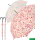 Benetton Stockschirm Long Automatik Aquarell Hearts