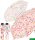 Benetton Taschenschirm Super Mini Aquarell Hearts