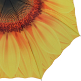 Regenschirm Automatik Schirm - Sonnenblume - UV Protection